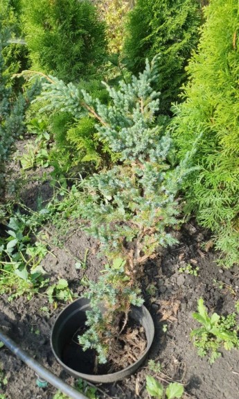 Ялівець китайський Блю Альпс, Juniperus chinensis Blue Alps С5 - zeleniya 