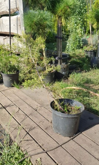 Ялівець Курівао, Kuriwao Gold С5 - zeleniya 