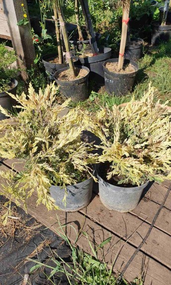Ялівець лайм глоу ,juniperus lime glow С3 - zeleniya 