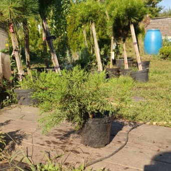 Ялівець Мінт Джулеп, с3, d 20-30 Juniperus Mint Julep - zeleniya 02