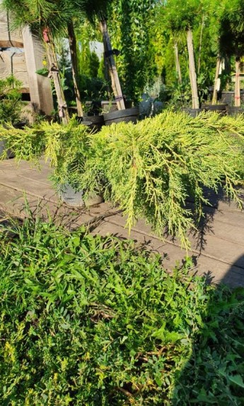 Ялівець середній Олд Голд, Old Gold C3 - zeleniya 