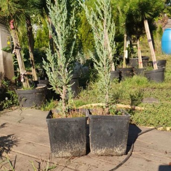 Ялівець скельний Блю Ерроу, Blue Arrow С2 - zeleniya 02