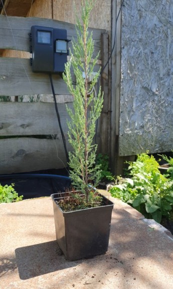 Ялівець скельний Блю Ерроу, Blue Arrow С2 - zeleniya 