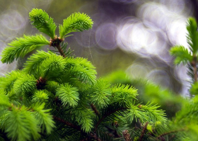 Рослини безпосередньо з розплідника - zeleniya